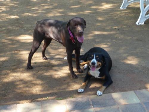 2013_schleifchenturnier_7_20151006_1942347078